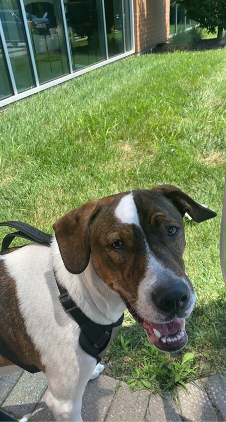 Ozzie