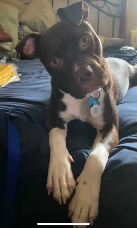Cheeno Bean