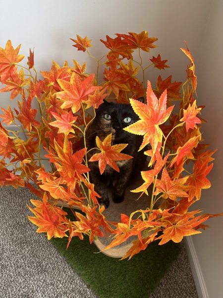 It’s fall y’all