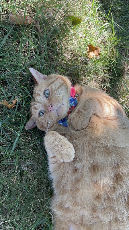 Puss in Bow Tie