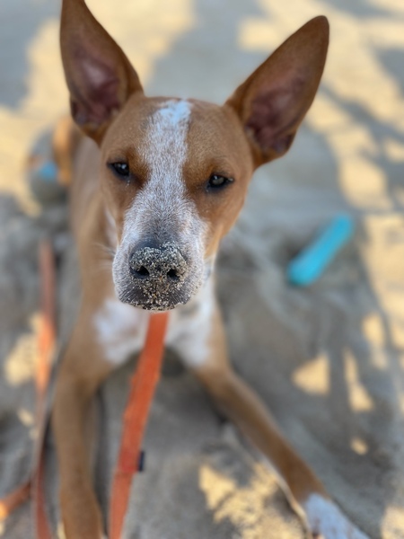 Buck at the Beach