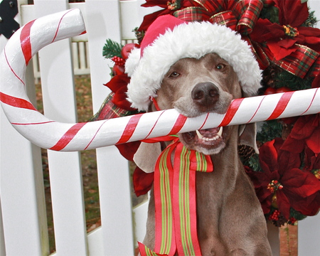 XMAS