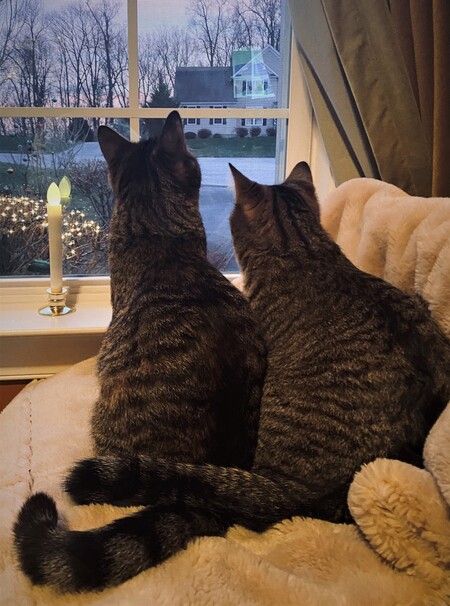Winter Dreaming (Thank you for new loving home)