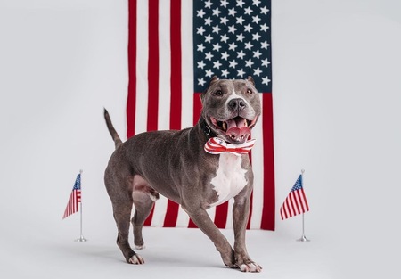 From Stray To RPHC Mascot...