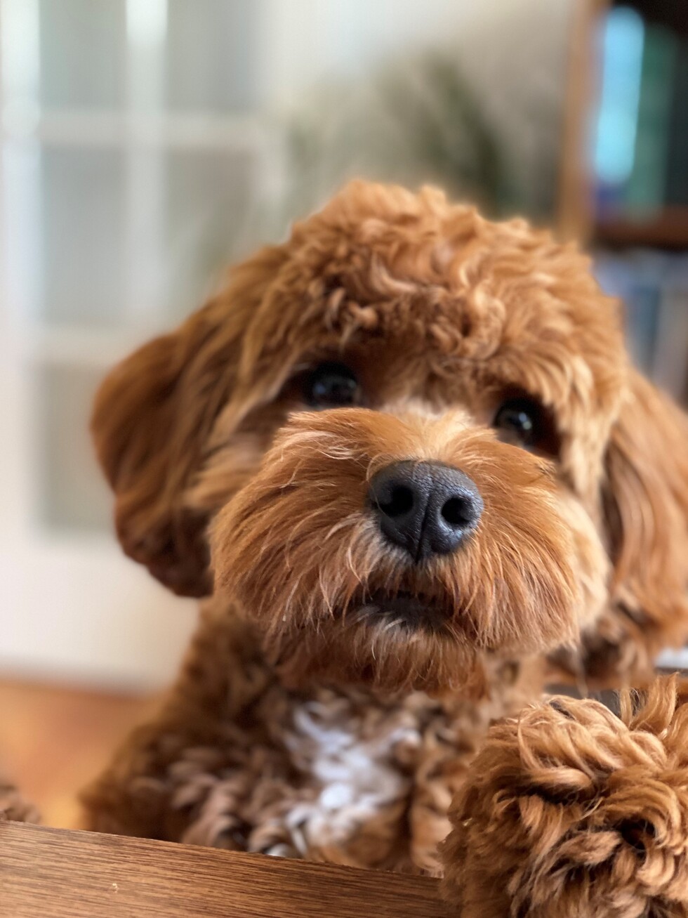 Vote for Charles Henry Be The Solution’s Tally Top Pet