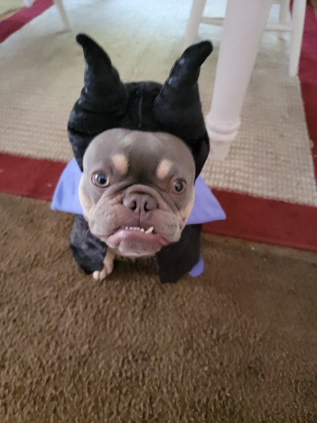 Maleficent AKA Butter