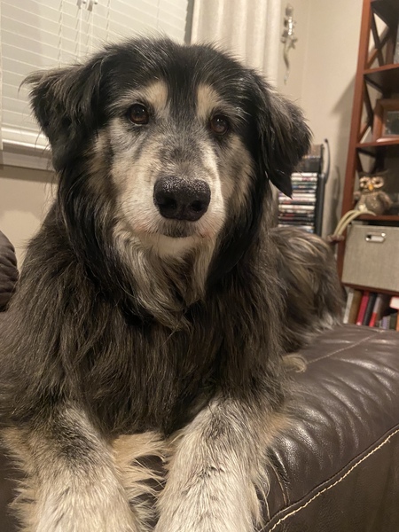Phoebe