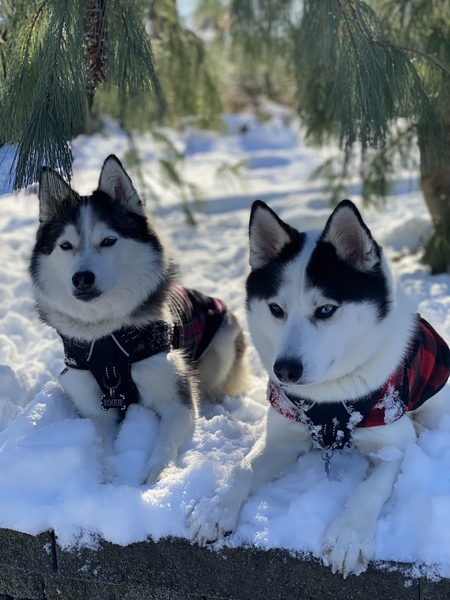 Rogue and Maverick