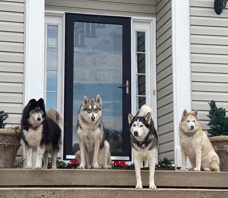 Jubilee, Thor, Oso, & Bella