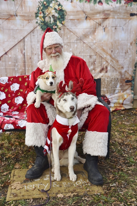 Roan (Husky) and Bryn (Corgi)