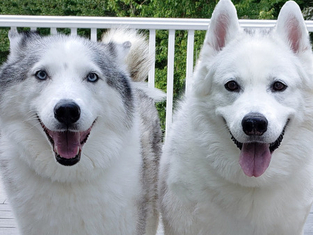Fox and Odin