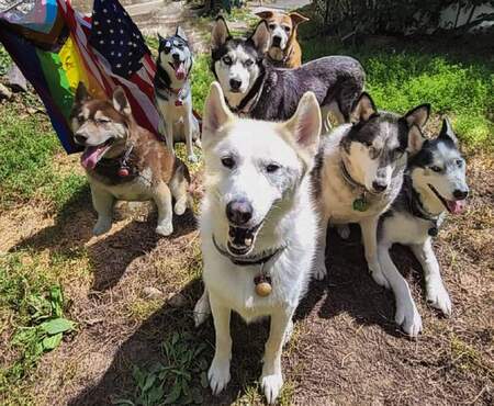Nuka, Ghost, Aleu, Tucker, Bubbles & Kiki, Suki 