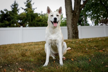 Sadie