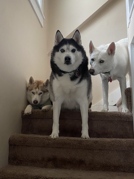 Tasha, Shiloh, Maya 