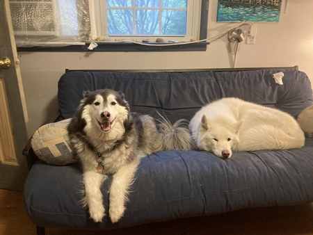 Mishka and Diesel