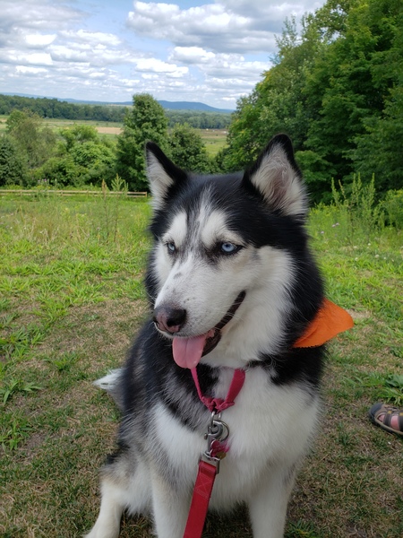 Nanook