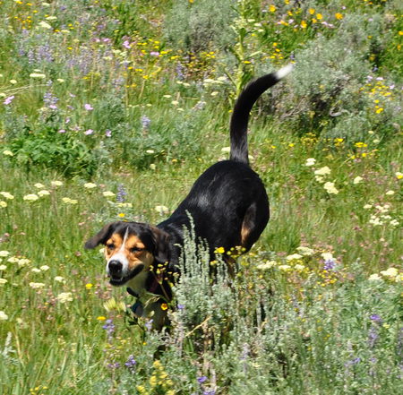 Ria