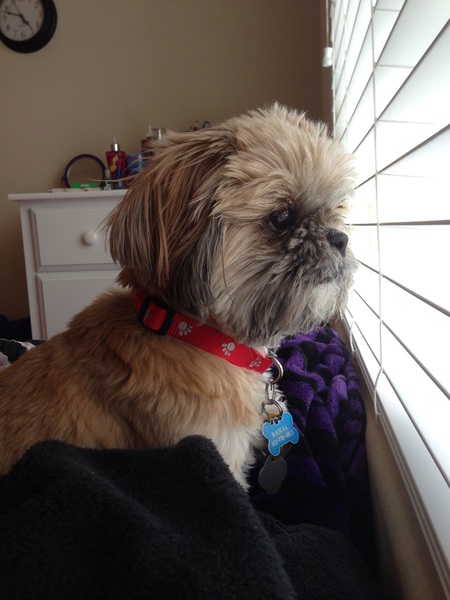 Rascal