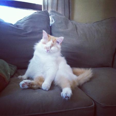 Mea the Beautiful Kitty that's Blind