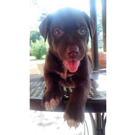 Ruger