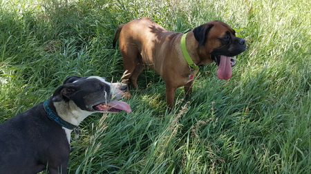 Vega and Tyson