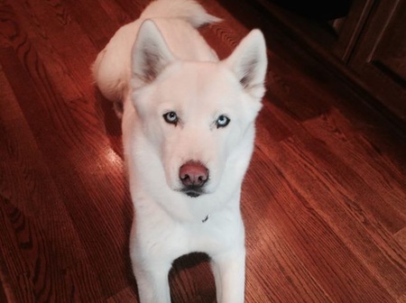 Stella