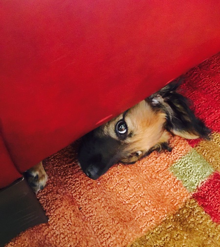 Toby