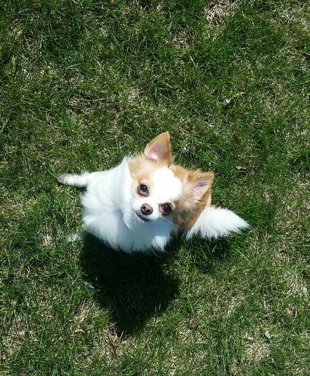 Odie