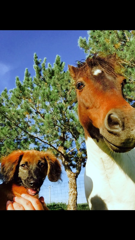Peanut & Dipstick