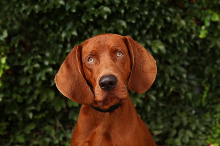 Caesar