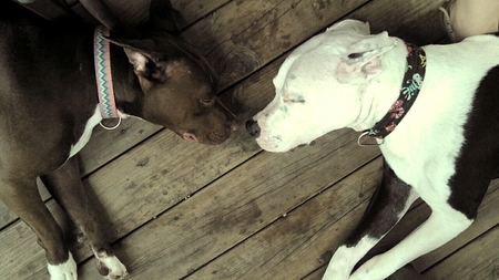 Harley & Eleanor