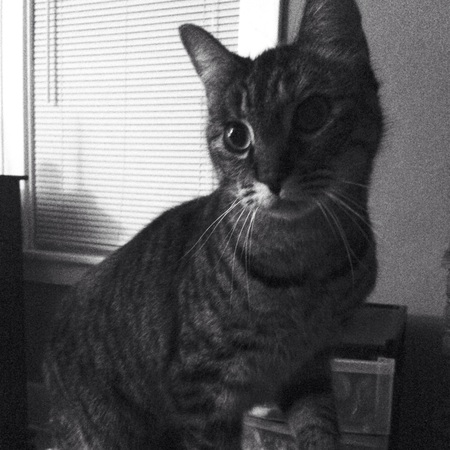 Tigger