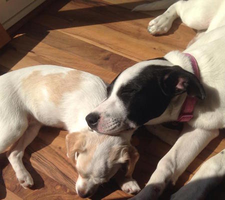 Abby and Watson