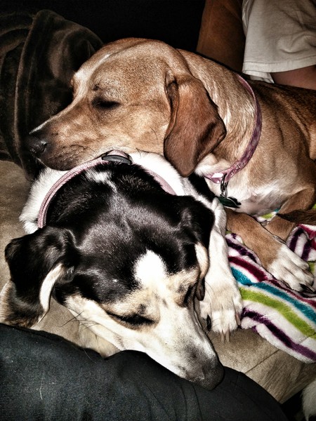 Pink & Gracie