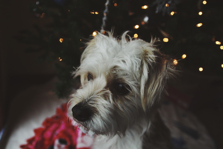 Rudy