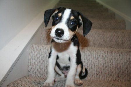 Gus