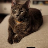 Entry image for Swiftee