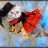 Entry image for Thistle 