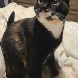 Entry image for Molly