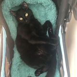 Entry image for Batman