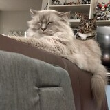 Entry image for Tina & Fibonacci