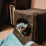 Entry image for Banana