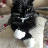 Entry image for Mr. Alexander 