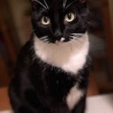 Entry image for The Beast