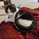 Entry image for Belle