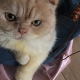 Entry image for Boomie