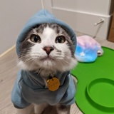 Entry image for Louie