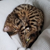 Entry image for Freyja