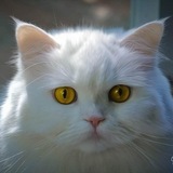 Entry image for Angel 