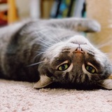 Entry image for Mr.  Whisper 